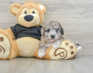 6 week old Poochon Puppy For Sale - Windy City Pups