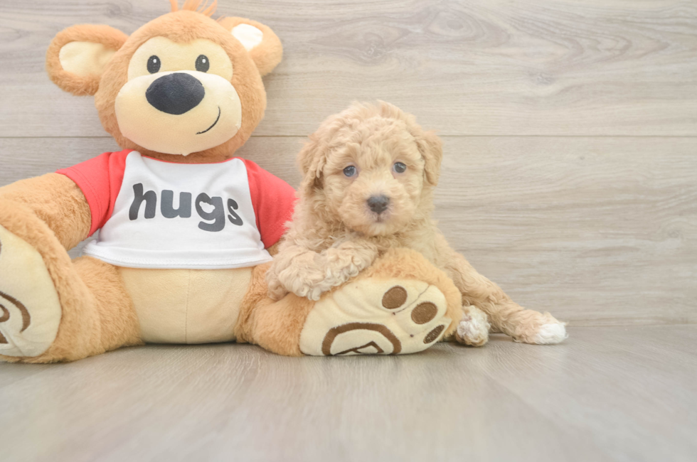 6 week old Poochon Puppy For Sale - Windy City Pups