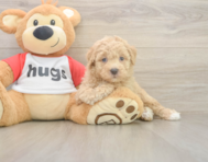 8 week old Poochon Puppy For Sale - Windy City Pups 8 week old Poochon Puppy For Sale - Windy City Pups