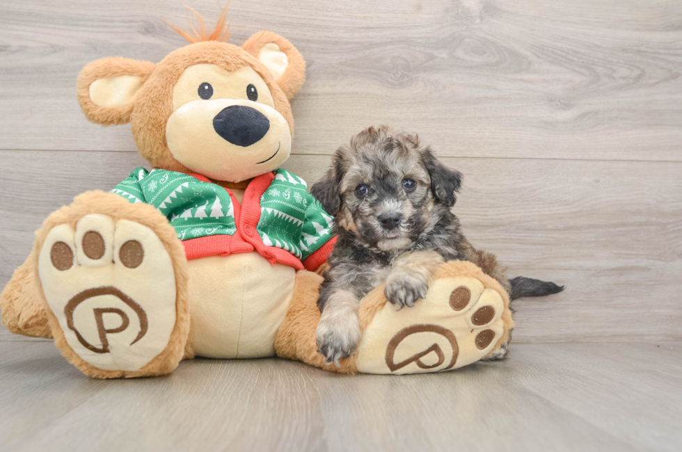 5 week old Poochon Puppy For Sale - Windy City Pups