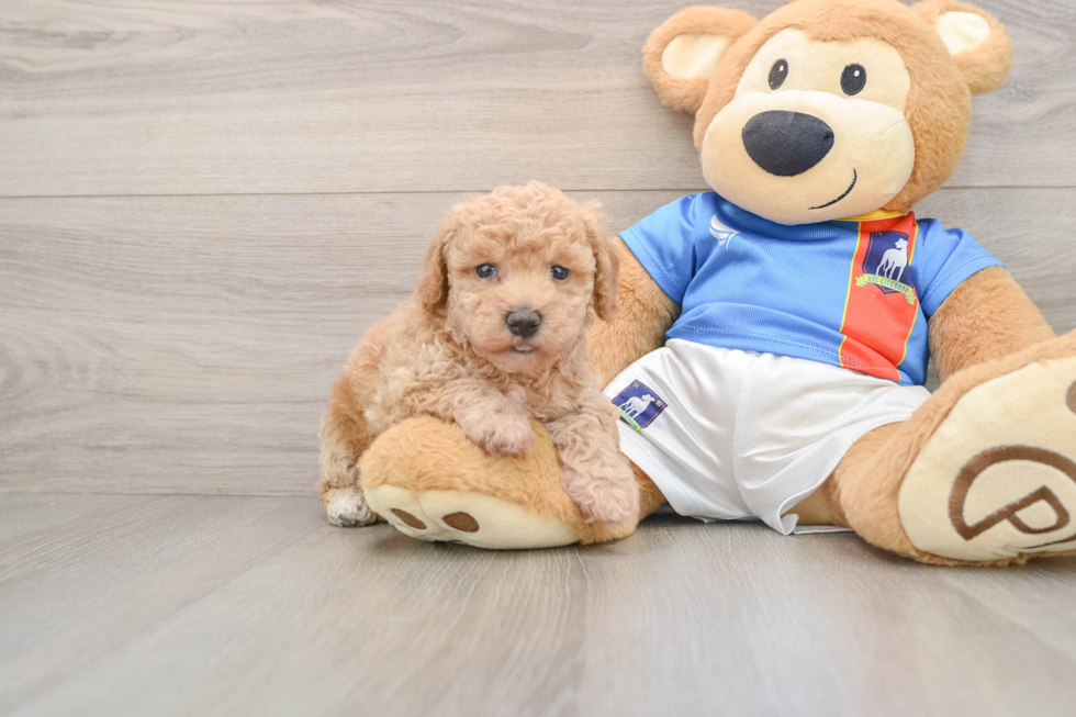 Poochon Puppy for Adoption