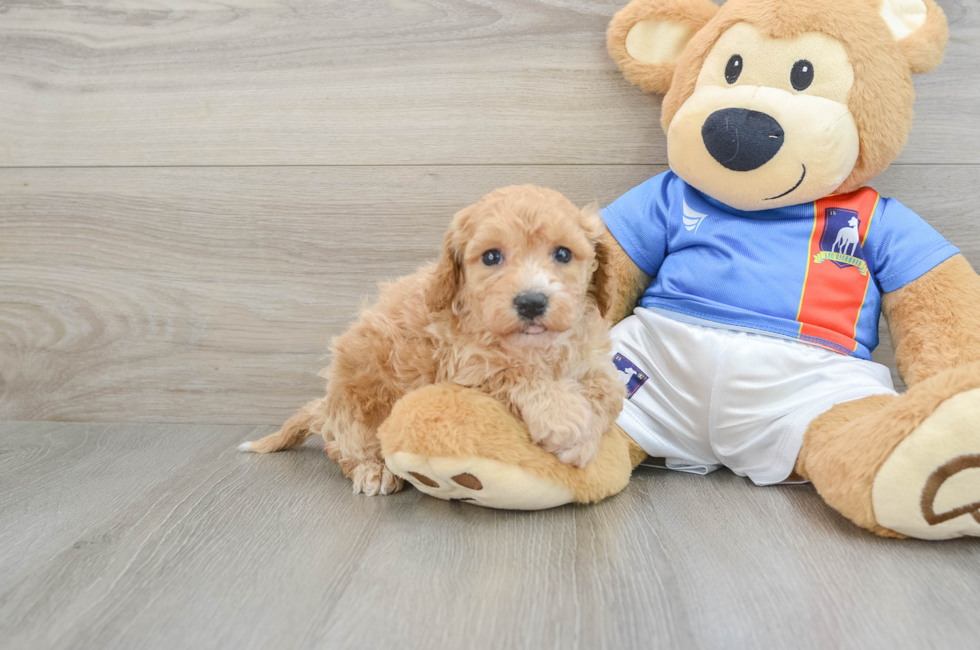 5 week old Poochon Puppy For Sale - Windy City Pups