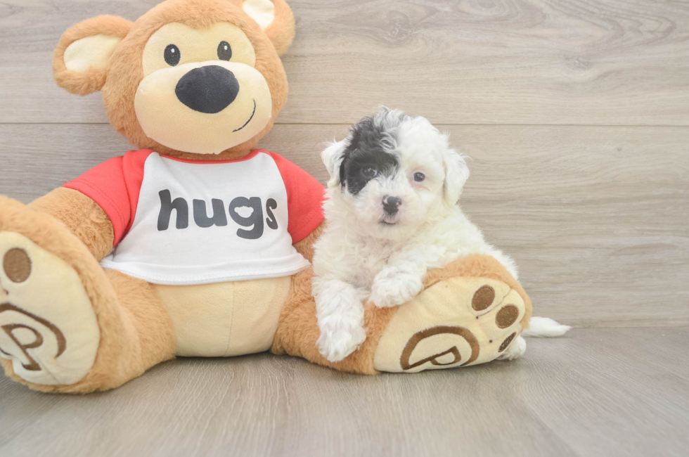 6 week old Poochon Puppy For Sale - Windy City Pups