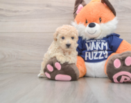 6 week old Poochon Puppy For Sale - Windy City Pups