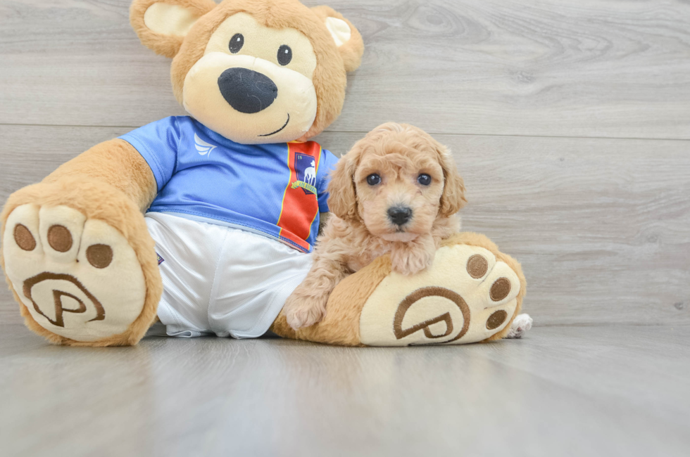 5 week old Poochon Puppy For Sale - Windy City Pups