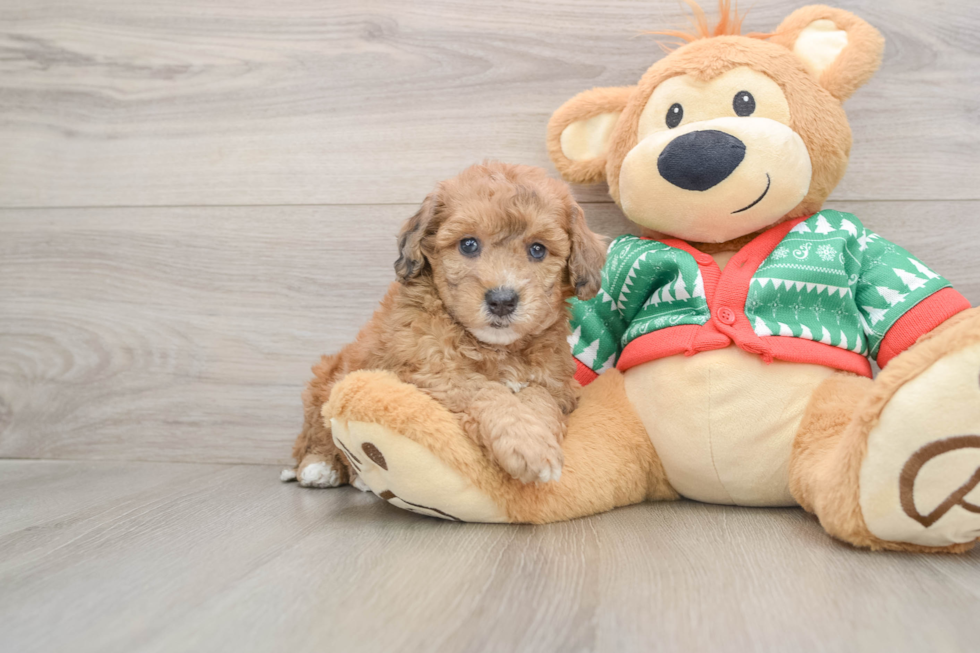 Little Bichpoo Poodle Mix Puppy
