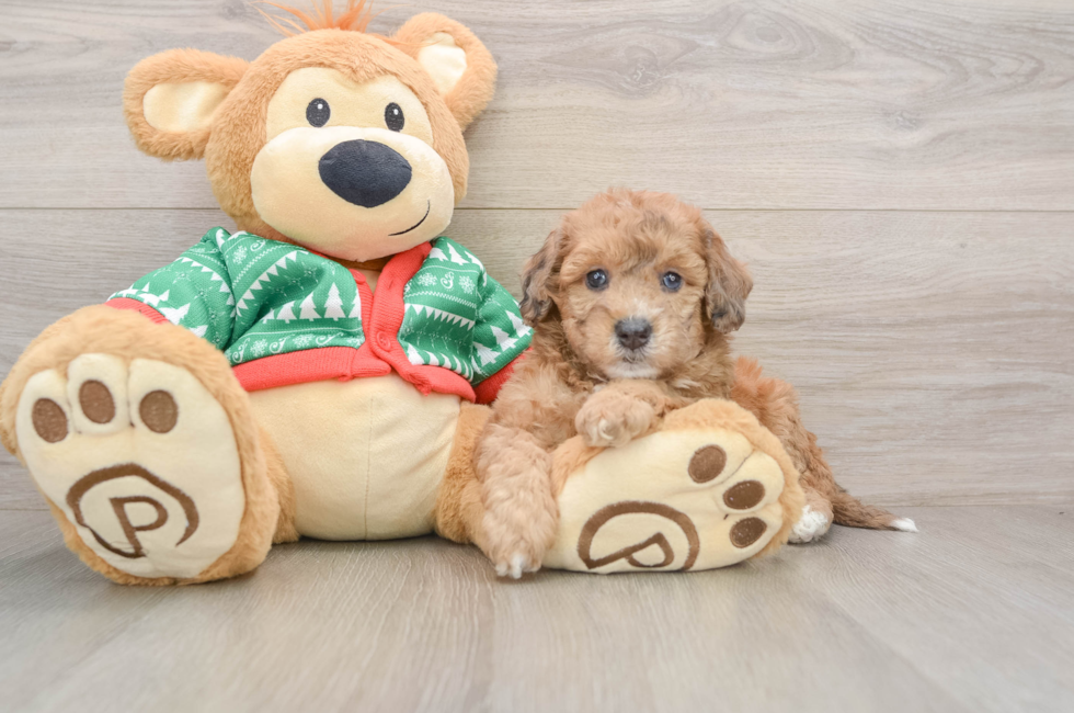 5 week old Poochon Puppy For Sale - Windy City Pups