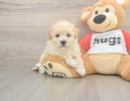 8 week old Poochon Puppy For Sale - Windy City Pups