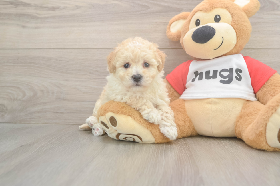 6 week old Poochon Puppy For Sale - Windy City Pups