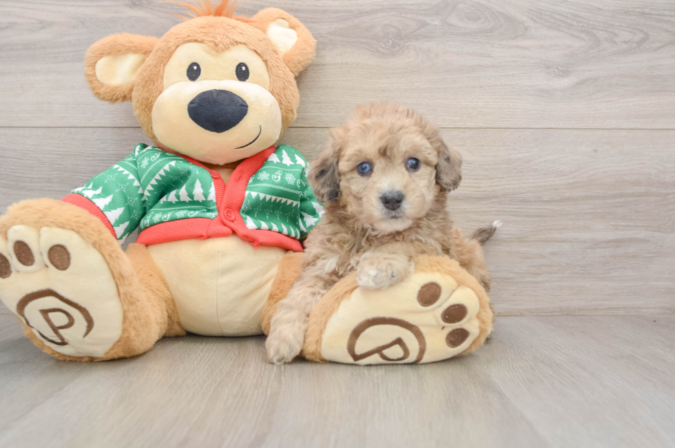 5 week old Poochon Puppy For Sale - Windy City Pups