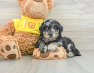 9 week old Poochon Puppy For Sale - Windy City Pups