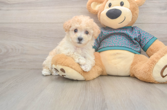 6 week old Poochon Puppy For Sale - Windy City Pups Best Poochon Baby