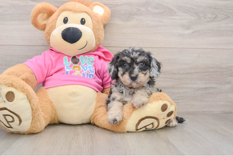 Poochon Puppy for Adoption