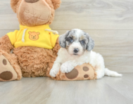 7 week old Poochon Puppy For Sale - Windy City Pups