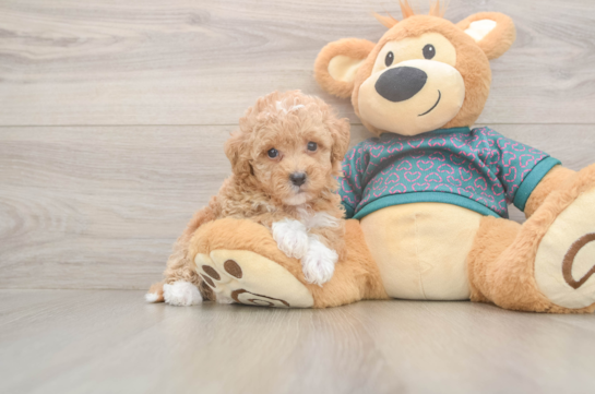 6 week old Poochon Puppy For Sale - Windy City Pups Popular Poochon Poodle Mix Pup