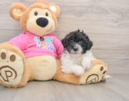 5 week old Poochon Puppy For Sale - Windy City Pups