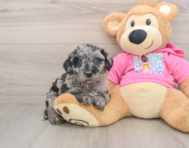 5 week old Poochon Puppy For Sale - Windy City Pups