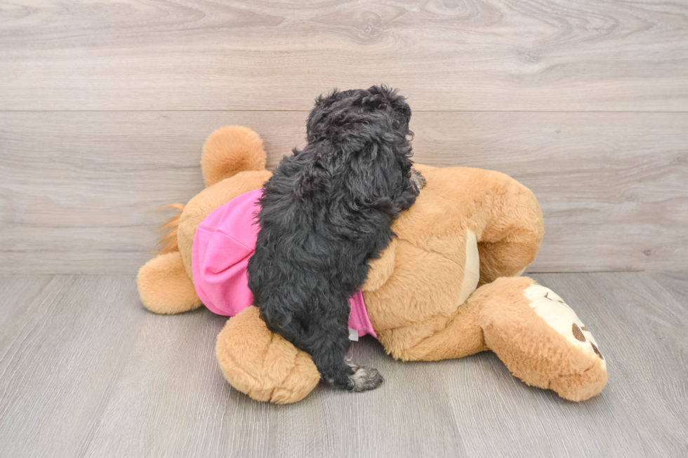 Poochon Puppy for Adoption