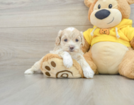 6 week old Poochon Puppy For Sale - Windy City Pups