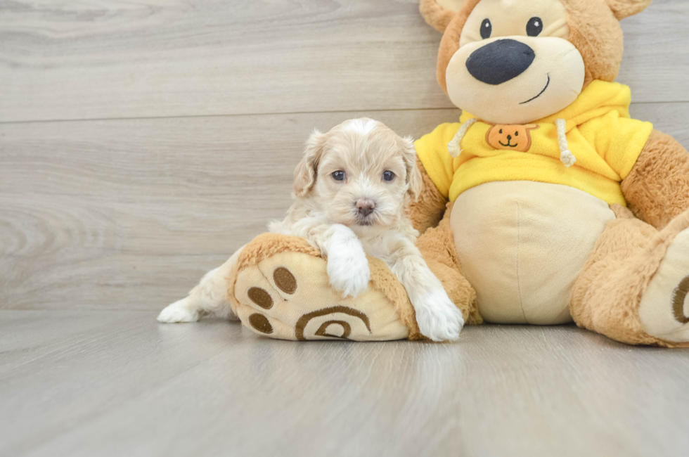 7 week old Poochon Puppy For Sale - Windy City Pups