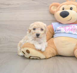 7 week old Poochon Puppy For Sale - Windy City Pups