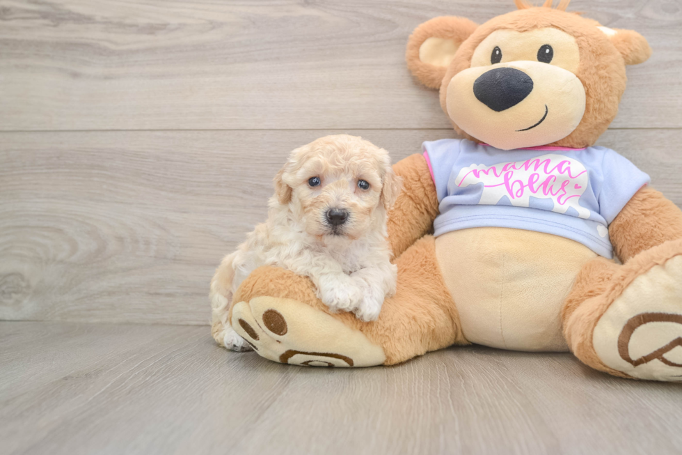 Small Poochon Baby