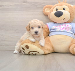 6 week old Poochon Puppy For Sale - Windy City Pups