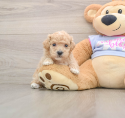 6 week old Poochon Puppy For Sale - Windy City Pups