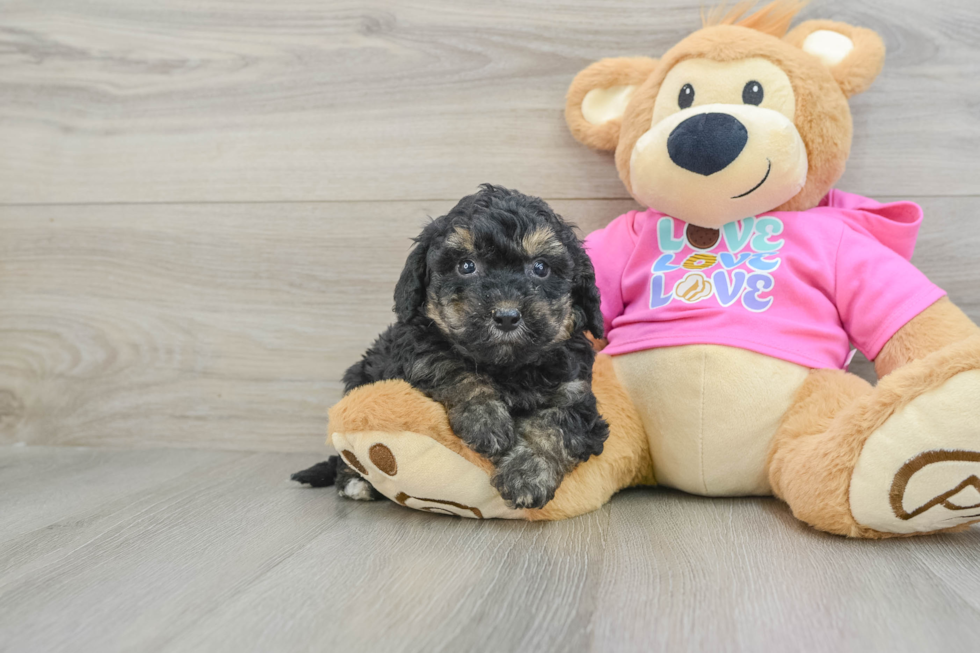 Fluffy Poochon Poodle Mix Pup