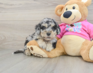 5 week old Poochon Puppy For Sale - Windy City Pups
