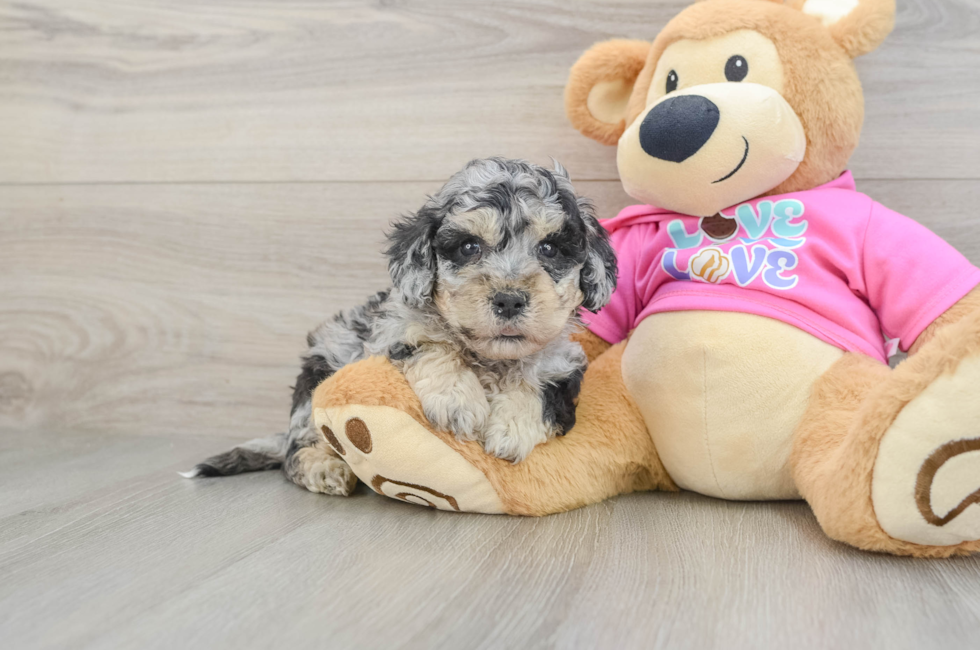 5 week old Poochon Puppy For Sale - Windy City Pups