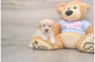 Poochon Puppy for Adoption