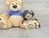 5 week old Poochon Puppy For Sale - Windy City Pups