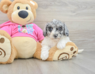 5 week old Poochon Puppy For Sale - Windy City Pups