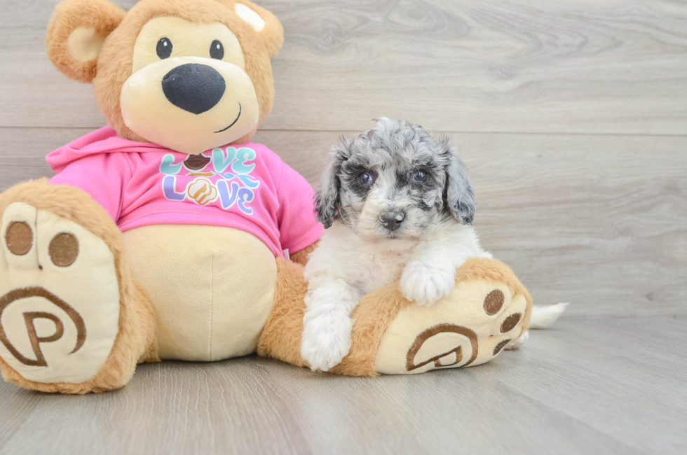 5 week old Poochon Puppy For Sale - Windy City Pups