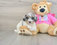 7 week old Poochon Puppy For Sale - Windy City Pups