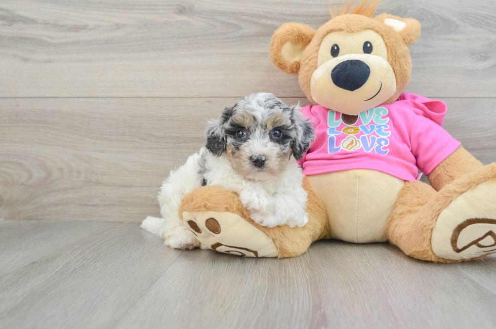 7 week old Poochon Puppy For Sale - Windy City Pups