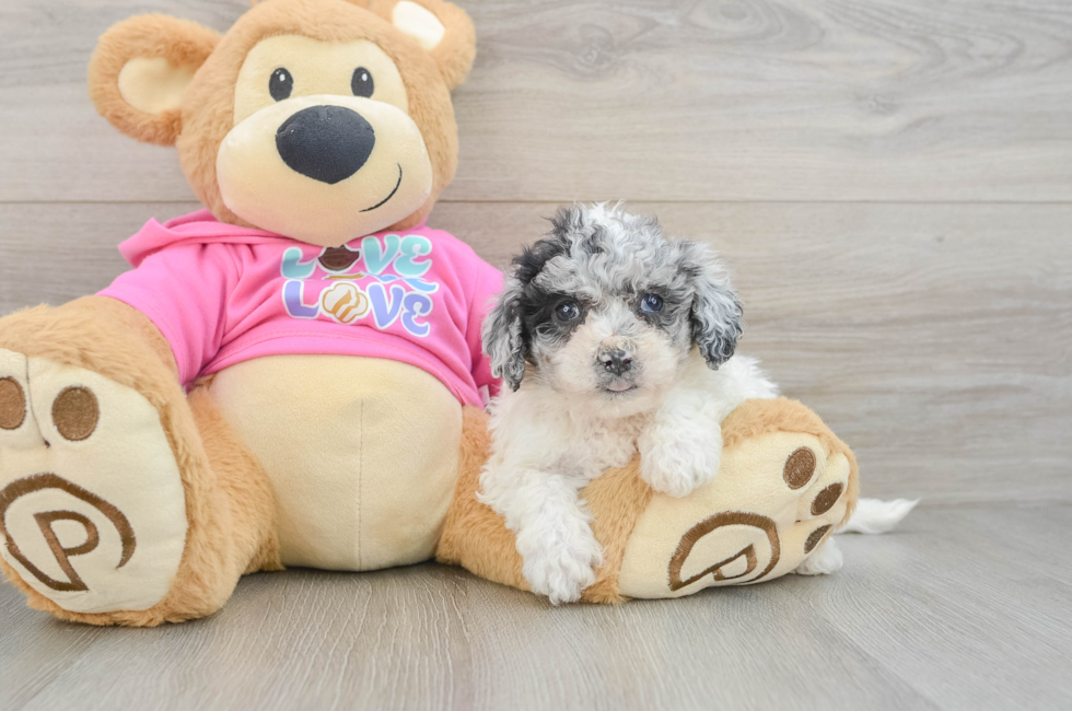 5 week old Poochon Puppy For Sale - Windy City Pups