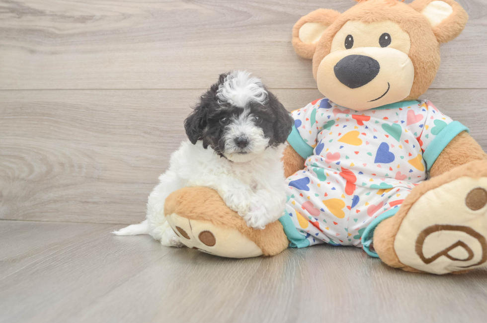 5 week old Poochon Puppy For Sale - Windy City Pups
