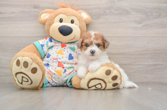 Best Poochon Baby