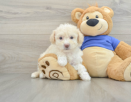 8 week old Poochon Puppy For Sale - Windy City Pups