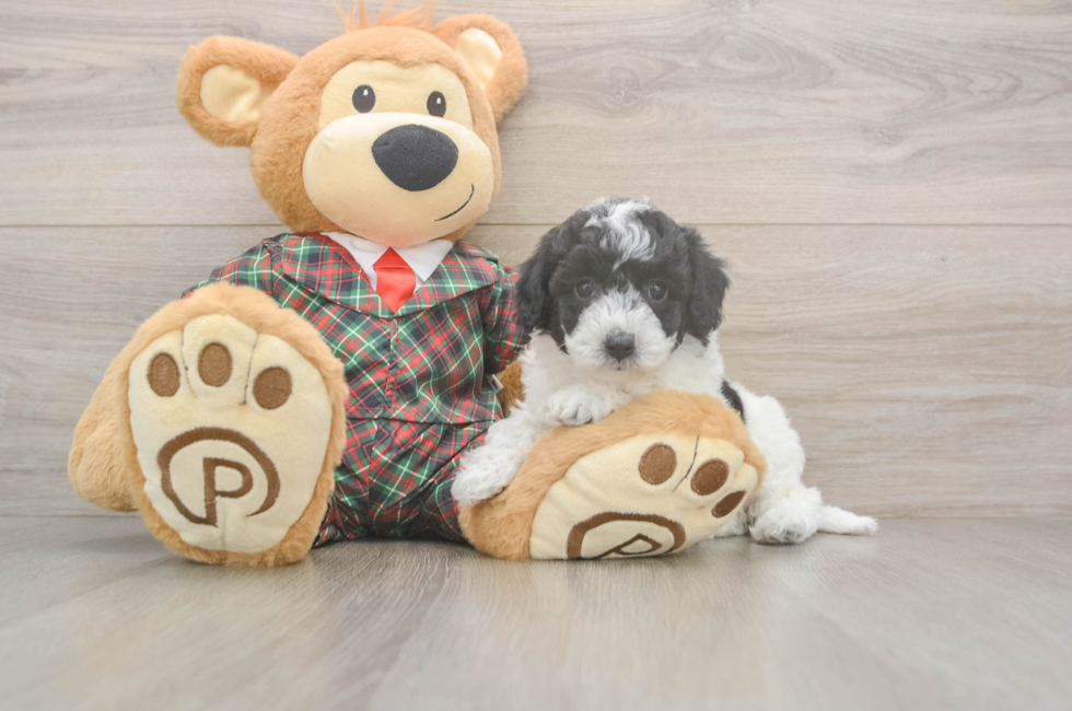 5 week old Poochon Puppy For Sale - Windy City Pups