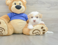 8 week old Poochon Puppy For Sale - Windy City Pups