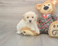 5 week old Poochon Puppy For Sale - Windy City Pups
