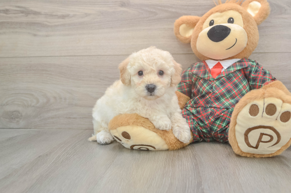 5 week old Poochon Puppy For Sale - Windy City Pups