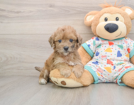 6 week old Poochon Puppy For Sale - Windy City Pups