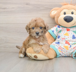 7 week old Poochon Puppy For Sale - Windy City Pups