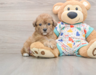 6 week old Poochon Puppy For Sale - Windy City Pups