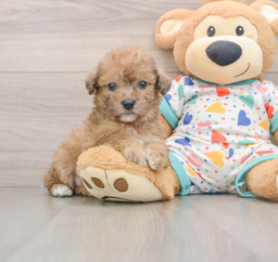 7 week old Poochon Puppy For Sale - Windy City Pups