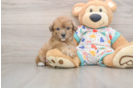 Best Poochon Baby